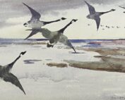 Frank W. Benson, Canadian Geee, watercolor and pencil on paper, 1895
